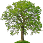 Image of a green tree