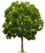 Image of a green tree