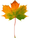 Image of autumnal leave